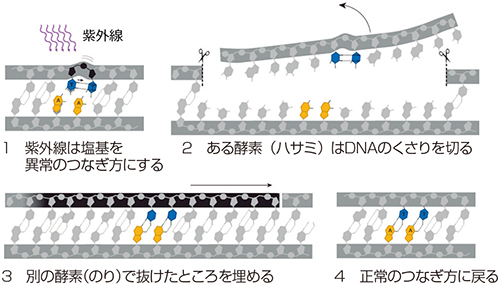 2015年「ノーベル化学賞」で注目 DNA修復とは - 高校生新聞：10代を