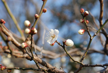f:id:koume-life:20060111044844j:image f:id:koume-life:20060111044844j:image