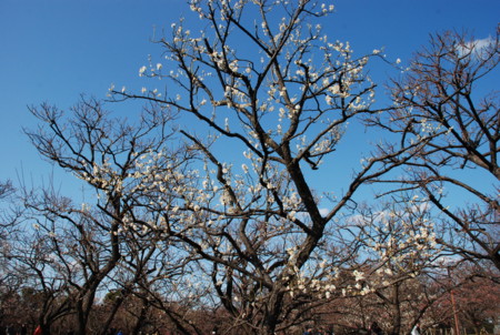 f:id:koume-life:20060111045404j:image f:id:koume-life:20060111045404j:image