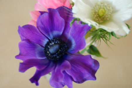 f:id:koume-life:20060120033251j:image f:id:koume-life:20060120033251j:image