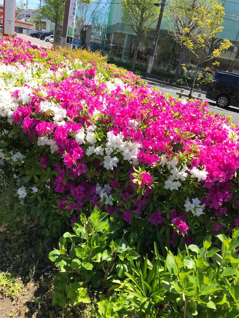f:id:koume1114:20200427084138j:image