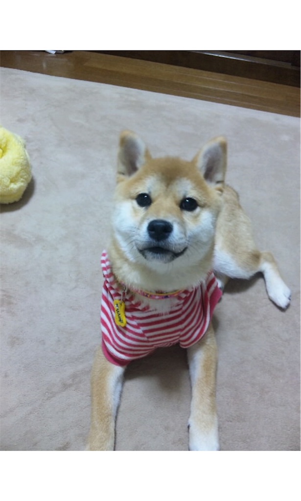 f:id:koumeee777:20190525153737j:image f:id:koumeee777:20190525153737j:image