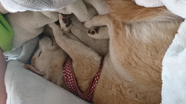 f:id:koumemasakazu:20190514080858j:image f:id:koumemasakazu:20190514080858j:image