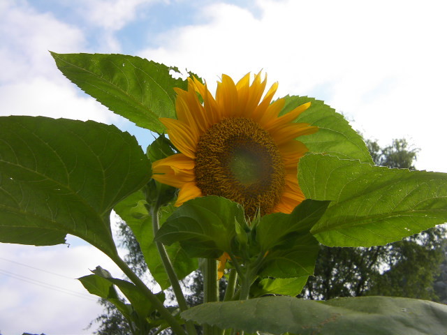 20120726065046