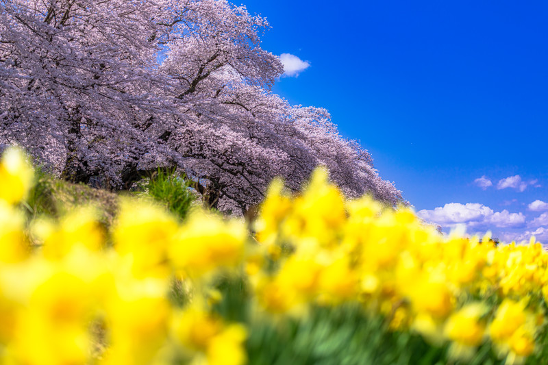 f:id:kousui5724:20210330211302j:plain