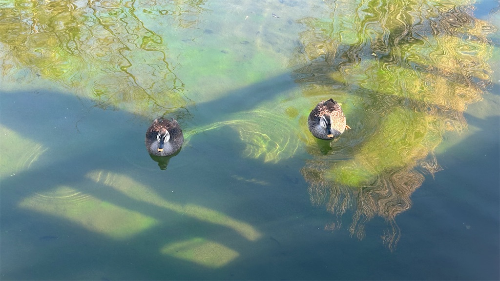 f:id:kouta4649:20251229125216j:image