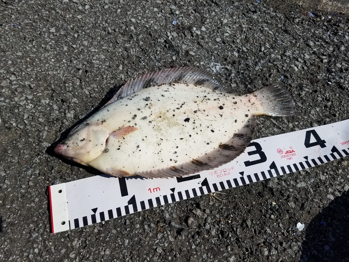 留萌方面のクロガシラやイシモチカレイ 夏枯れしても釣れる場所はピンポイントで存在する 一釣入魂