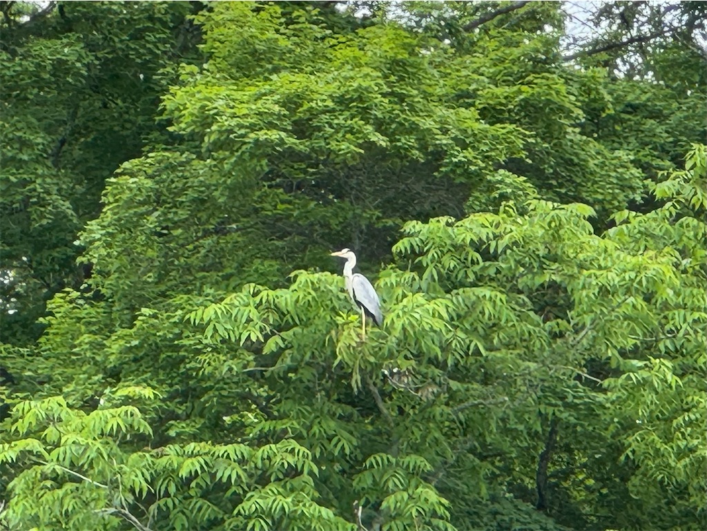 f:id:kouwadou2011:20250621161726j:image