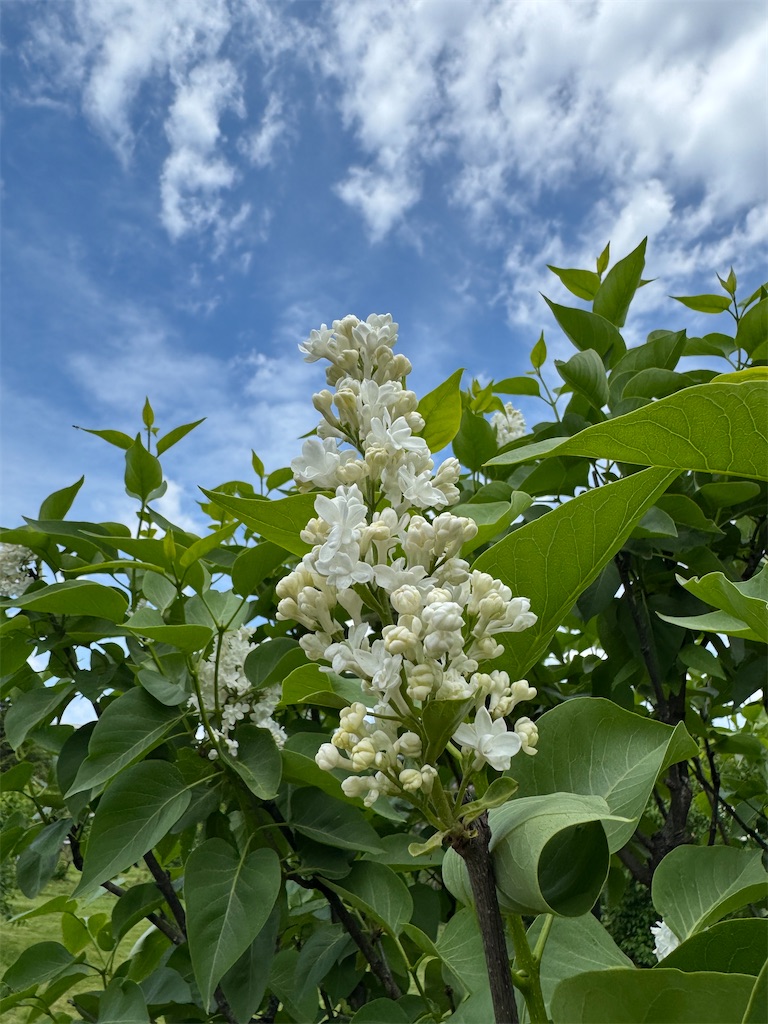 f:id:kouwadou2011:20260608150947j:image