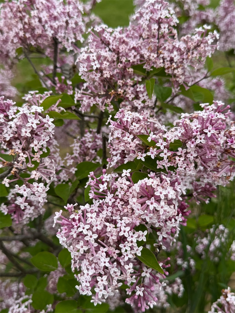 f:id:kouwadou2011:20260608151022j:image