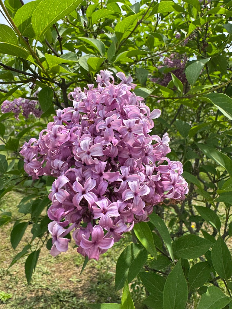 f:id:kouwadou2011:20260608151045j:image