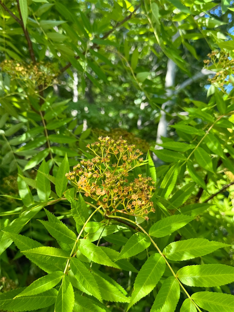 f:id:kouwadou2011:20260608151752j:image