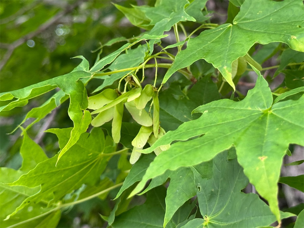 f:id:kouwadou2011:20260625155850j:image