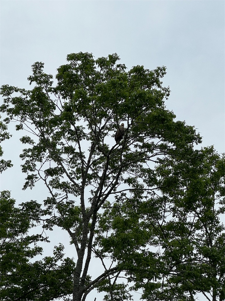 f:id:kouwadou2011:20260625174215j:image