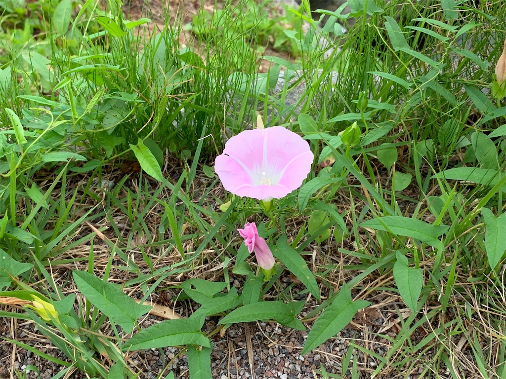 f:id:kouya12:20190815130848j:image