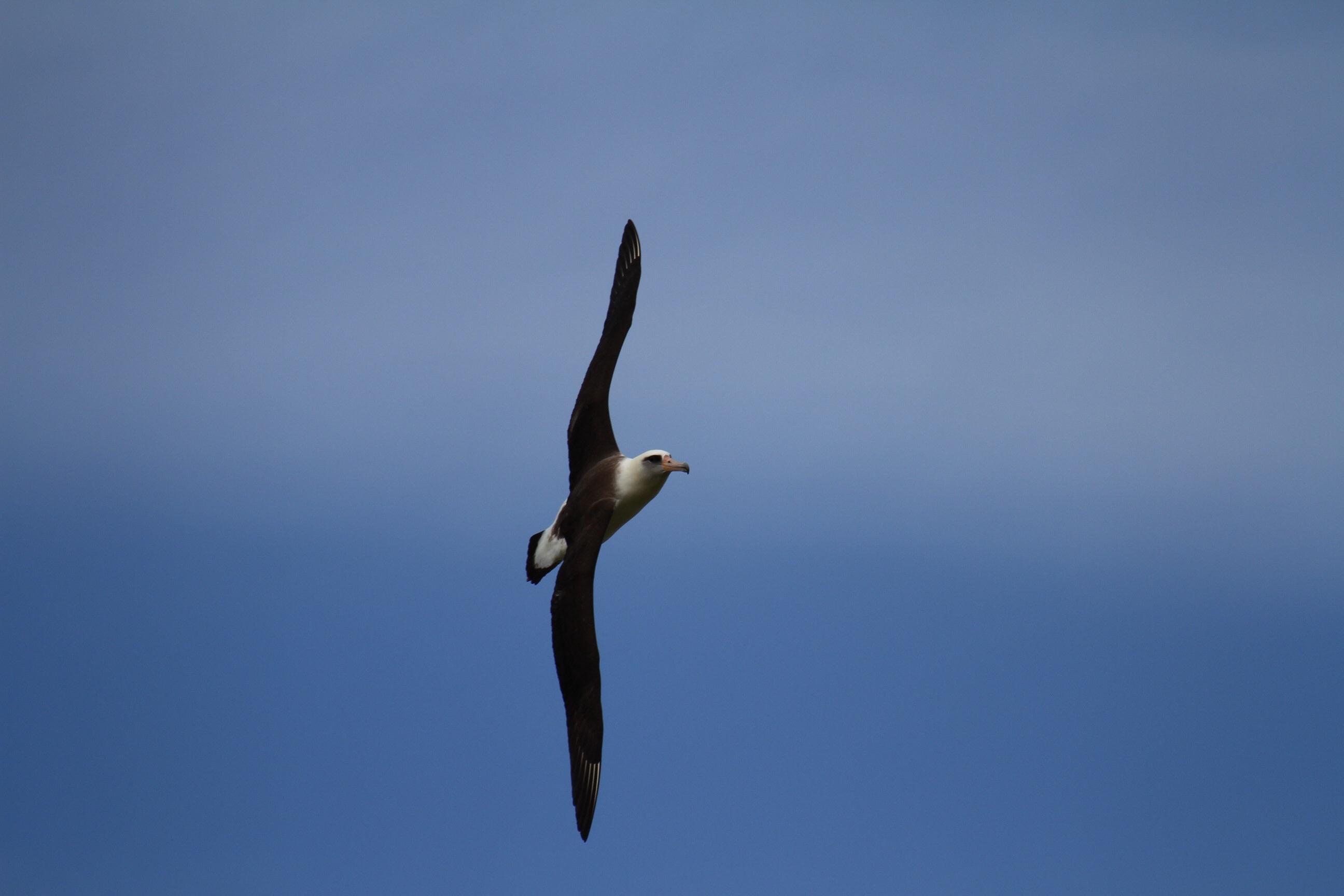 f:id:kowagari:20150606111416j:image f:id:kowagari:20150606111416j:image