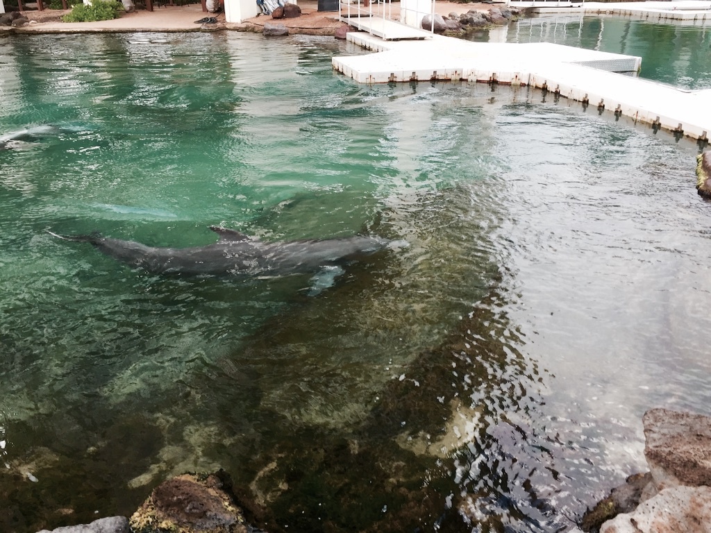 f:id:kowagari:20150730230348j:image f:id:kowagari:20150730230348j:image