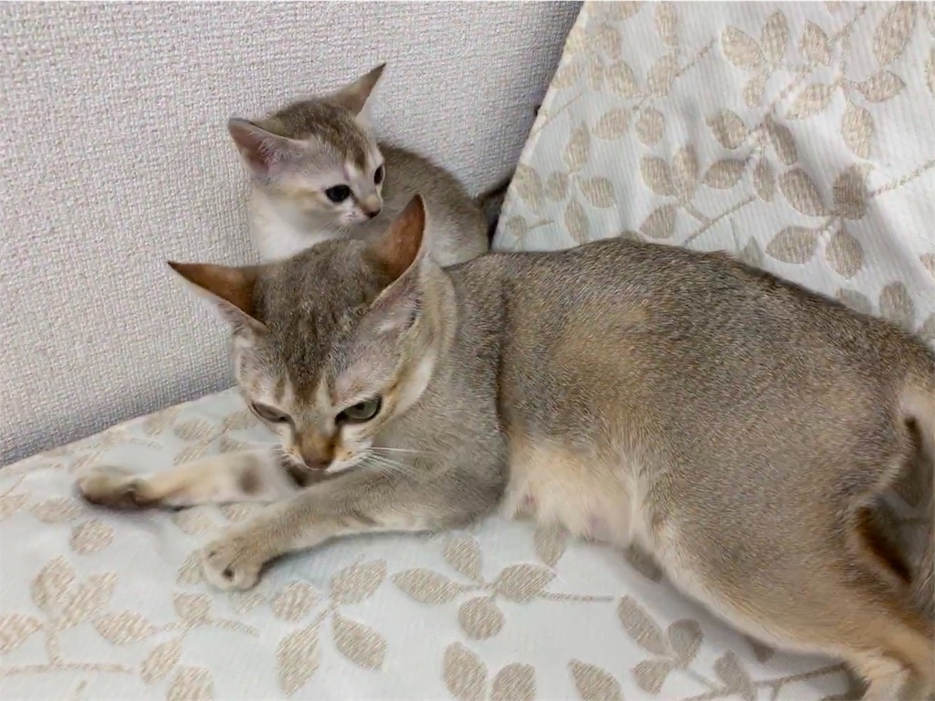 f:id:kowagari:20190208130903j:image f:id:kowagari:20190208130903j:image