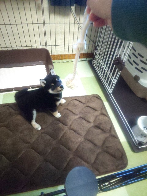 f:id:kowappa0228:20200906231224j:image f:id:kowappa0228:20200906231224j:image