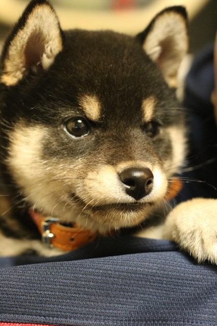 f:id:kowappa0228:20200906232039j:image f:id:kowappa0228:20200906232039j:image