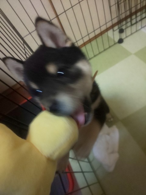 f:id:kowappa0228:20200917145925j:image f:id:kowappa0228:20200917145925j:image