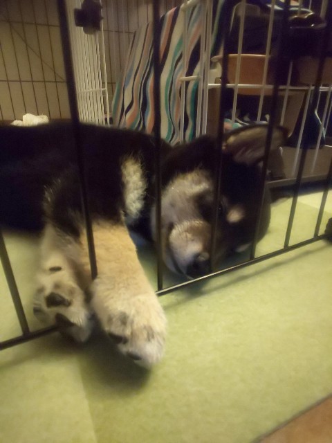 f:id:kowappa0228:20200917150053j:image f:id:kowappa0228:20200917150053j:image
