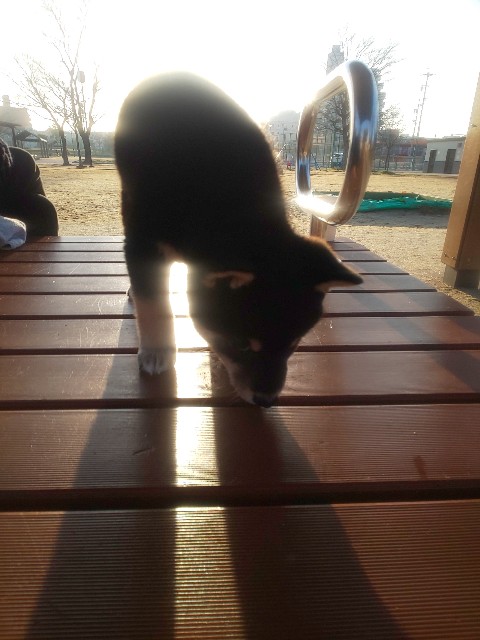 f:id:kowappa0228:20200917184320j:image f:id:kowappa0228:20200917184320j:image