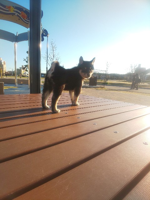 f:id:kowappa0228:20200917185336j:image f:id:kowappa0228:20200917185336j:image