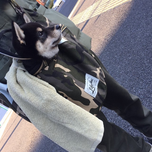 f:id:kowappa0228:20200917185713j:image f:id:kowappa0228:20200917185713j:image