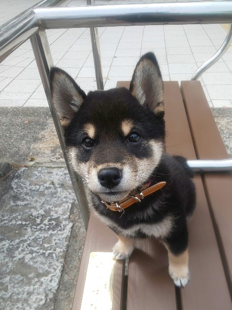 f:id:kowappa0228:20200917190231j:image f:id:kowappa0228:20200917190231j:image