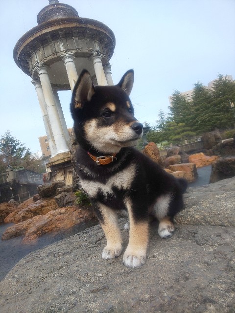 f:id:kowappa0228:20200927230823j:image f:id:kowappa0228:20200927230823j:image