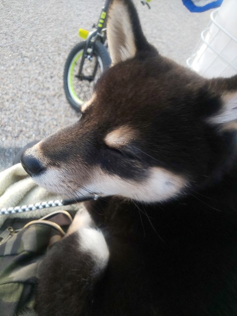 f:id:kowappa0228:20200927231539j:image f:id:kowappa0228:20200927231539j:image