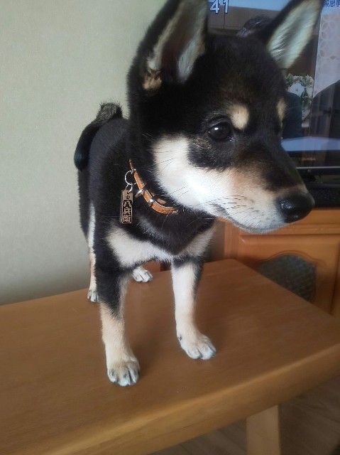 f:id:kowappa0228:20200927233322j:image f:id:kowappa0228:20200927233322j:image