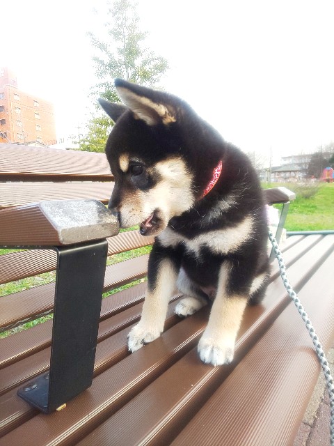 f:id:kowappa0228:20200927233406j:image f:id:kowappa0228:20200927233406j:image