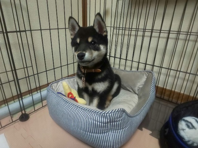 f:id:kowappa0228:20200927233558j:image f:id:kowappa0228:20200927233558j:image