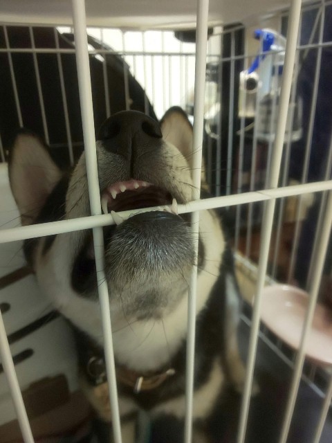 f:id:kowappa0228:20201006120130j:image f:id:kowappa0228:20201006120130j:image
