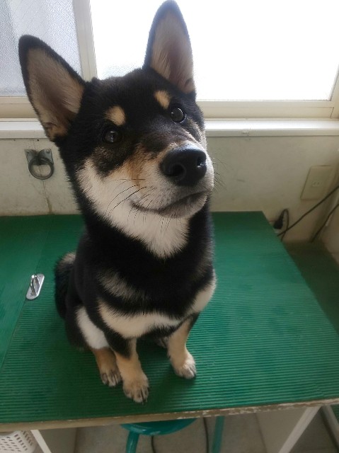 f:id:kowappa0228:20201006120346j:image f:id:kowappa0228:20201006120346j:image