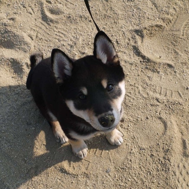 f:id:kowappa0228:20201027124755j:image f:id:kowappa0228:20201027124755j:image