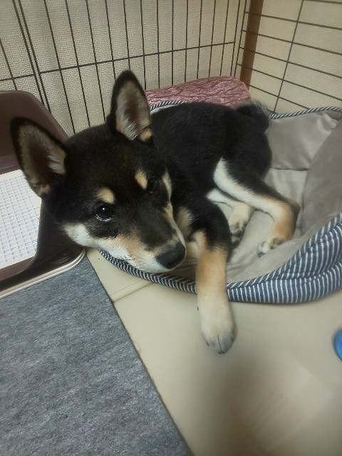 f:id:kowappa0228:20201027125245j:image f:id:kowappa0228:20201027125245j:image