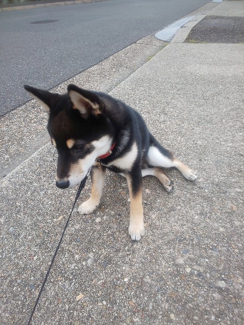 f:id:kowappa0228:20201104104716j:image f:id:kowappa0228:20201104104716j:image