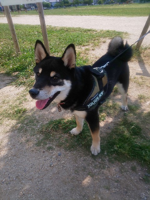 f:id:kowappa0228:20201104104850j:image f:id:kowappa0228:20201104104850j:image