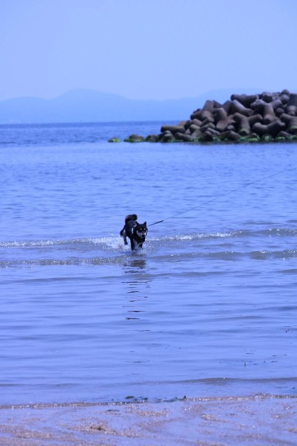 f:id:kowappa0228:20201104105013j:image f:id:kowappa0228:20201104105013j:image