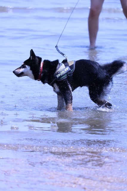 f:id:kowappa0228:20201104105154j:image f:id:kowappa0228:20201104105154j:image