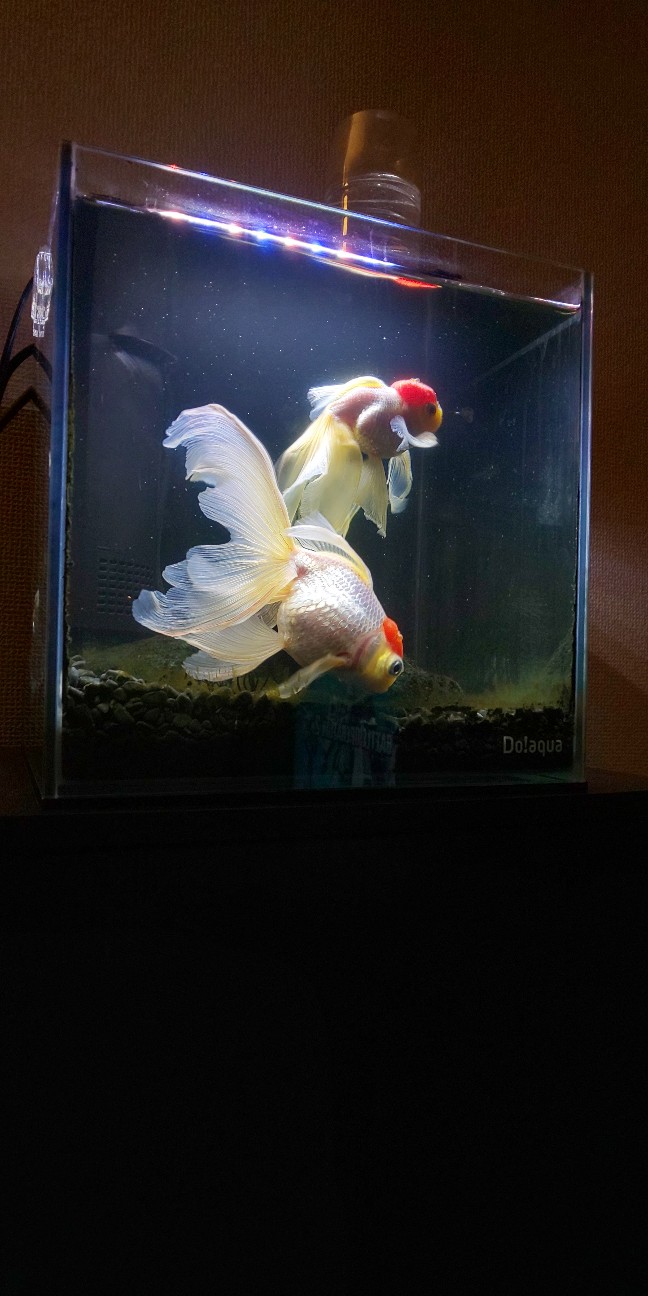 f:id:kowappa0228:20210309013312j:image