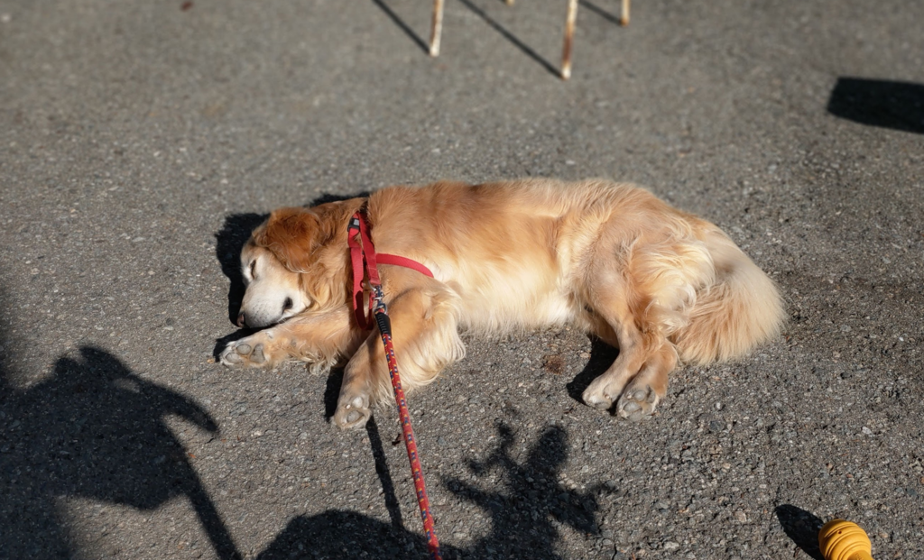 f:id:kowasuhito:20181108231806p:plain f:id:kowasuhito:20181108231806p:plain