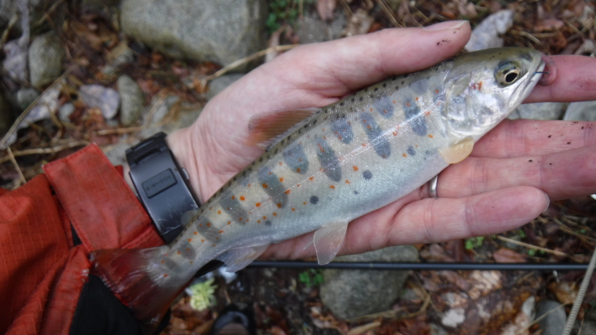 f:id:koxtupesama:20200330221101j:plain