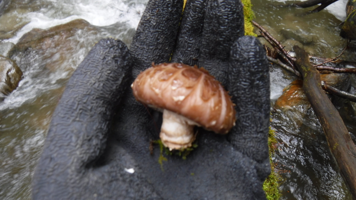 f:id:koxtupesama:20200330221136j:plain