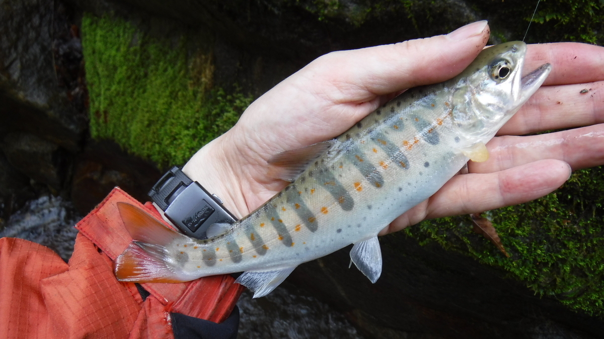 f:id:koxtupesama:20200330221145j:plain