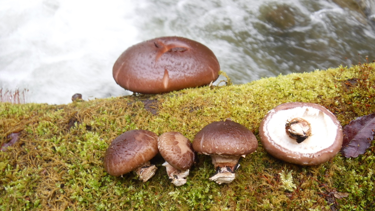 f:id:koxtupesama:20200330221148j:plain