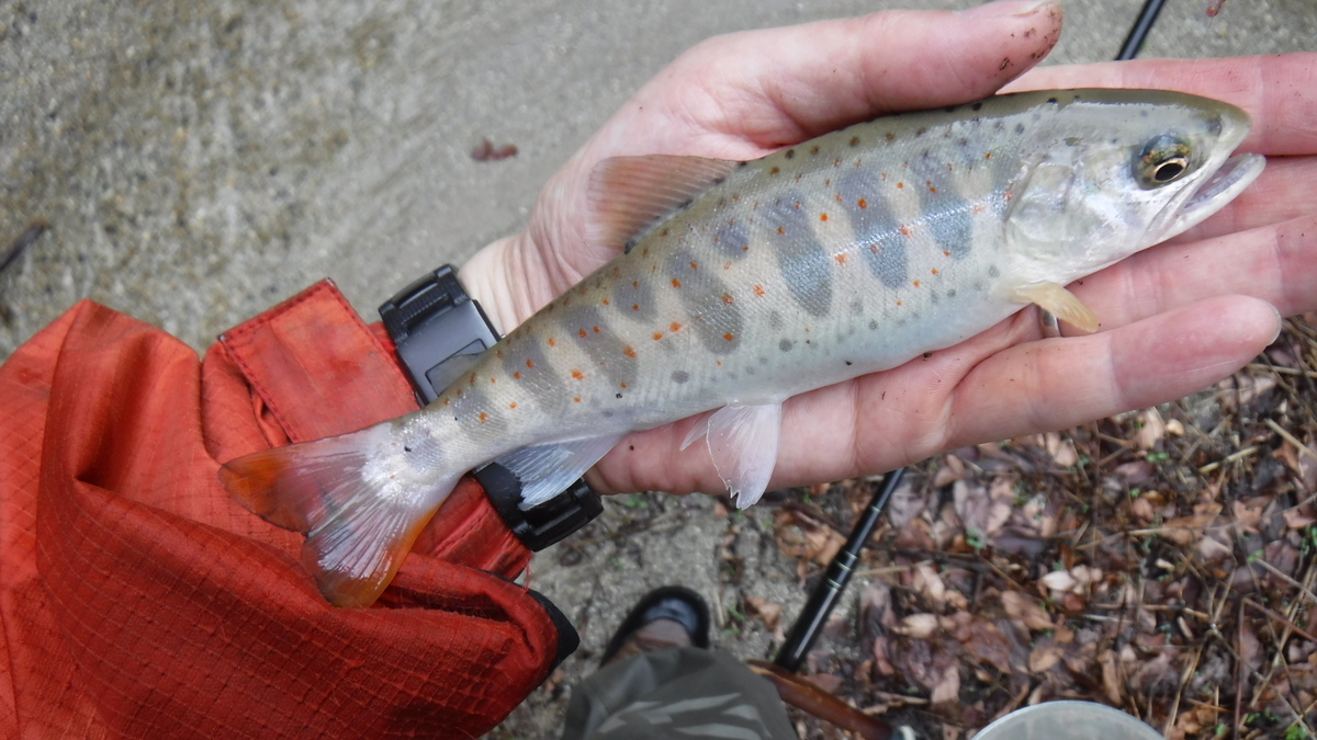 f:id:koxtupesama:20200330221306j:plain